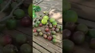 harvesting siniguelas and guava 🫒💚