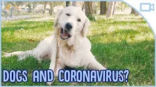 Canine Coronavirus? Is it a thing?