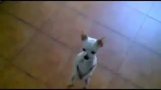 v&iacute;deos de perros bonitos por isaacgameplay terror y diversion