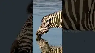 Zebra Drinking Water