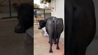 banni buffalo #bannibuffelo #buffalo #maldhari #buffaloforsale #bannibhes #bannibuffalo #bannibull