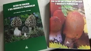 Setas de Galicia y Noroeste Peninsular | Cesta y Setas
