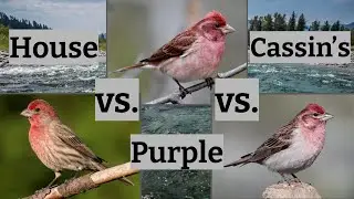 House Finch vs Purple Finch vs Cassin’s Finch | Bird Comparison