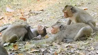 Wonderful and funny monkey play and make love mating