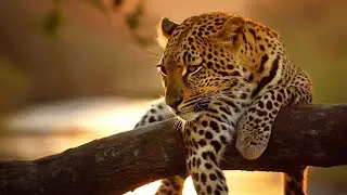 Relaxing Nature Sounds from Addo Elephant National Park | African Dawn Chorus and Sunrise Safari🌍150