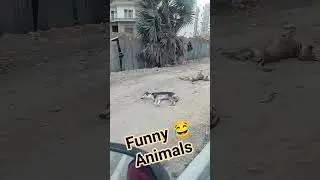 Most Funny Animals 😅 #youtubeshorts #shorts #funny #shortsvedio #viralshorts #cat