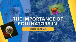 THE IMPORTANCE OF POLLINATORS IN ECOSYSTEMS
