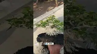 BONSAI WARU SIAP KOMPETISI #warulokal #bonsai #shorts #shortvideo #viralvideo
