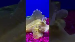 Coolest fish on earth! #leaffish