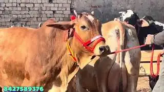 #new #cow #like 