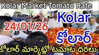 24 January 2026| today Tomato rate Kolar market | Kolar market tamatar rate today 