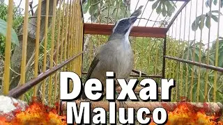 ESQUENTAR TRINCA FERRO FRIO COM TRINCA FERRO NO MATO PARA ESQUENTAR TRINCA FERRO
