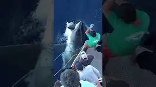 The Shocking Encounter: Great White Shark Attacks Massive Tuna! #sharks #tuna