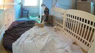 Nadja: Day 29. The security cam + my phone = several minutes of kitten moments. #kitten #catvideos 