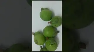 Plant for  hair growth  and Dandruff, Soapnut,Soapberry #shorts
