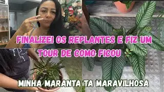 REPLANTE + TUOR das plantas 🪴 parte 2 do video #replante #tuor 