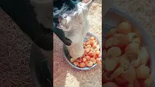 Paregnet Cow | Ghabhan Gaye | #trending #shorts #short #shortvideo #music #love #viral #funny #reels