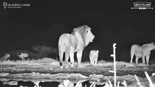 The ol Donyo Lions Visit The Waterhole