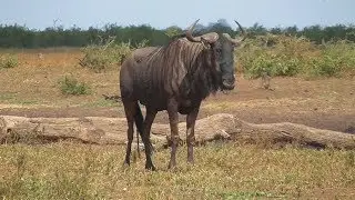 SOUTH AFRICA blue wildebeest, Kruger national park