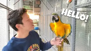 SURPRISING MY PARROT AFTER NOT SEEING FOR 2 MONTHS!