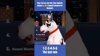 Dogs That Act Just Like Their Celebrity Owners! 🐶😂 | Funniest #shorts #funny #celebrity #comedy
