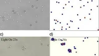 Controlling the assembly of active molecules by periodic illumination