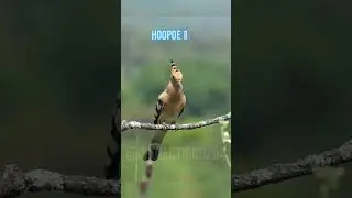 Beautiful Hoopoe Bird |Animal Tree#shortsvideo#short#beautifulhoopoebird