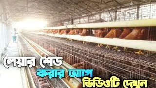Watch the video before making a layer shed. Think before making a layer farm. BD Poultry Farm