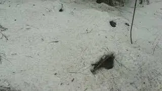 20056 шагов и чага
