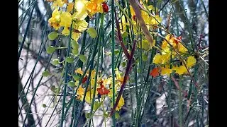 How to Trim Palo Verde Tree? Are Palo Verde Tree Roots Invasive? How to Keep Palo Verde Tree Small?