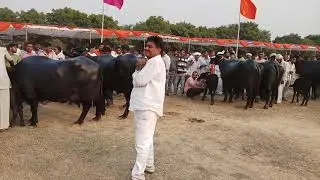 Murrah buffalo milk beauty competition Jhajjar hry