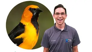 The importance of water features and feeders!
