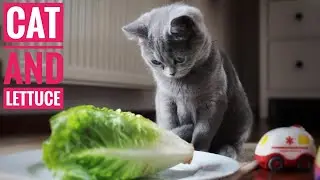 Cat and Lettuce | Cats and Vegetable | Cat eating vegetables | CATSLIFE