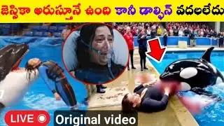 jessica radcliffe orca attack videol Jessica Radcliffe real video |jessica dolphin accident Attack