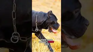 Cane Corsos: The Roman War Dogs Who Fought Alongside Soldiers #shorts