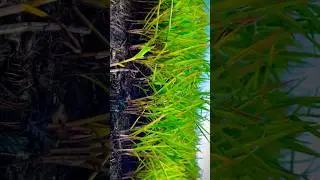 Creative Natural plant Videography Trick 👀📱