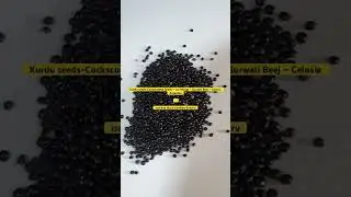 Kurdu seeds-Cockscombe &ndash; Lal Murga &ndash; Surwali Beej &ndash; Celosia Argentea isas kali black kundaru kundru