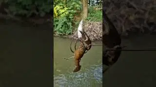Bachfischen an der Aitrach