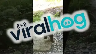 Curious Bear Cub at the Door || ViralHog