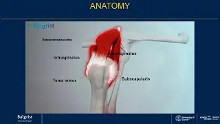 Balgrist erkl&auml;rt: Reparable Rotatorenmanschettenruptur | Reparable Rotator Cuff Tear