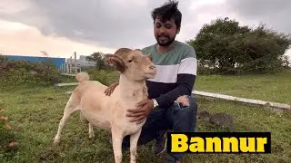 Bannur Sheep at US Exotic Goats & Al Muqaddas Goat Farm Pune