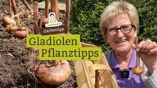 Gladiolen Zwiebeln pflanzen - Pflanz-Tipps f&uuml;r eine farbenfrohe Bl&uuml;tenpracht