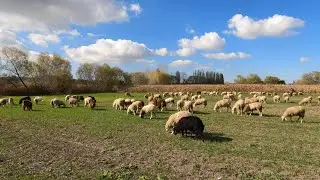 2026 KURBANLIK KUZULAR | Grazıng Sheep and  Lamb ! SHEEP Videos ( koyun kuzu videoları ) 