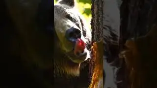 Grizzly the Bear eating honey