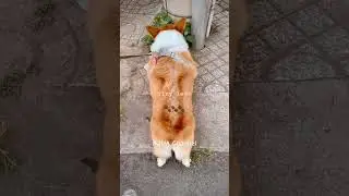 😤Tiny Legs Triumph 🐾 #148 Short legs vs tiny step&hellip; lots of kicks&hellip; then a proud little climb