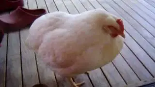 Zen Hen