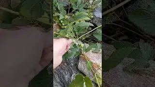 Harvesting Wild Hops!