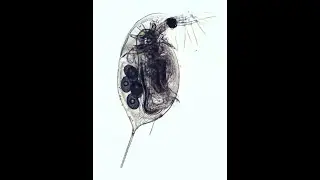 Langtornet Dafnie, Daphnia longispina