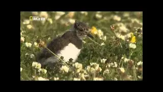 Nat Geo Wild - WILD SCOTLAND THE WESTERN ISLES - National Geographic Animal