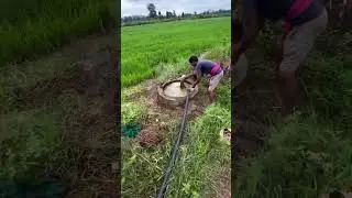 Applying waste decomposer solution to paddy #wastedecomposer #paddy #organicfarming #farmlife #farm